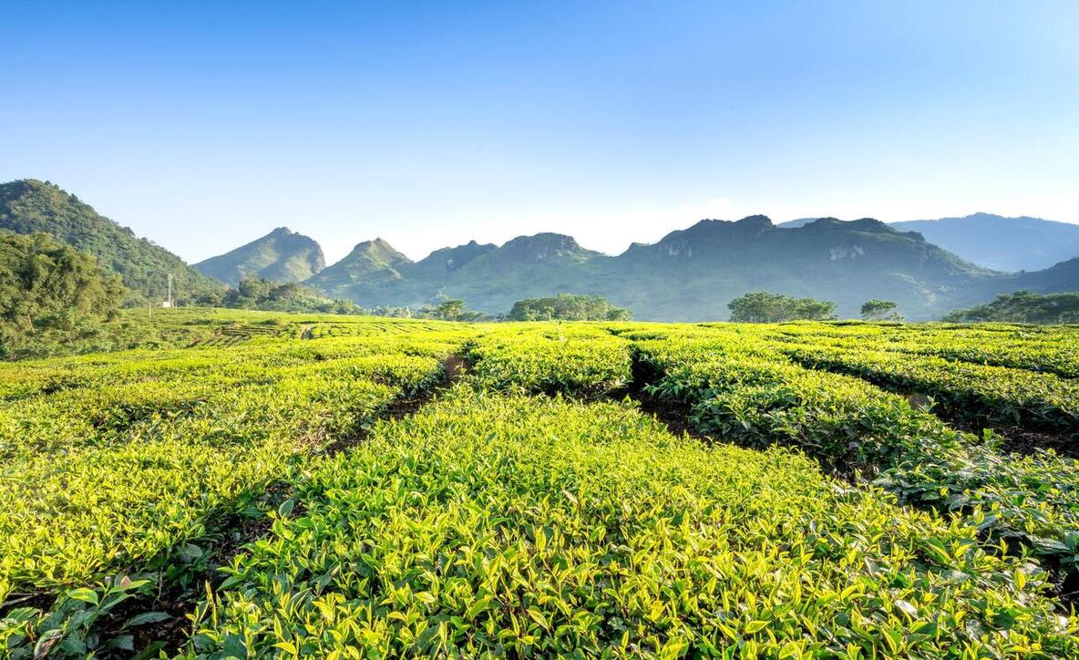 Tea Gardens in Kurseong